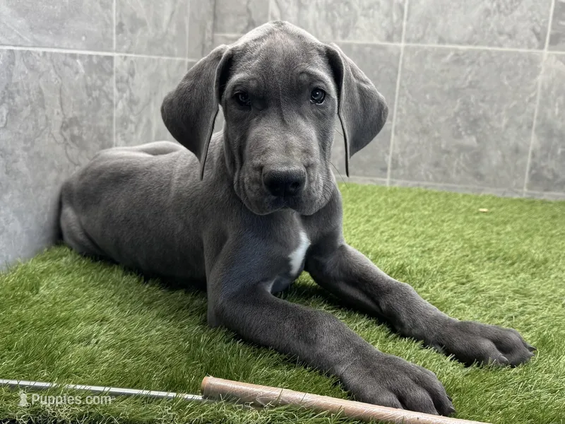 Gray – Great Dane puppy for sale in Ligonier, IN