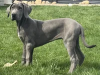 Gray, a male Great Dane for sale in Ligonier, IN – Photo 2 of 3