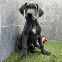 Gray, a male Great Dane for sale in Ligonier, IN – Photo 3 of 3