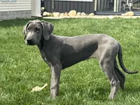 Gray, a male Great Dane for sale in Ligonier, IN – Photo 3 of 3