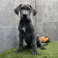 Gray, a male Great Dane for sale in Ligonier, IN – Photo 2 of 3