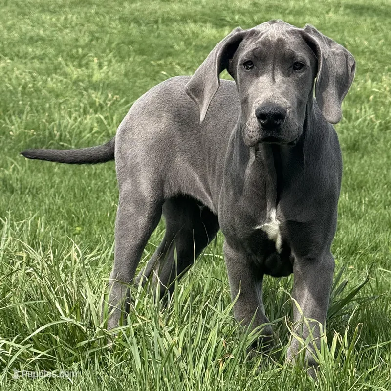 Gray – Great Dane puppy for sale in Ligonier, IN