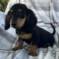 Dirk, a male Dachshund for sale in Ligonier, IN – 1 of 4