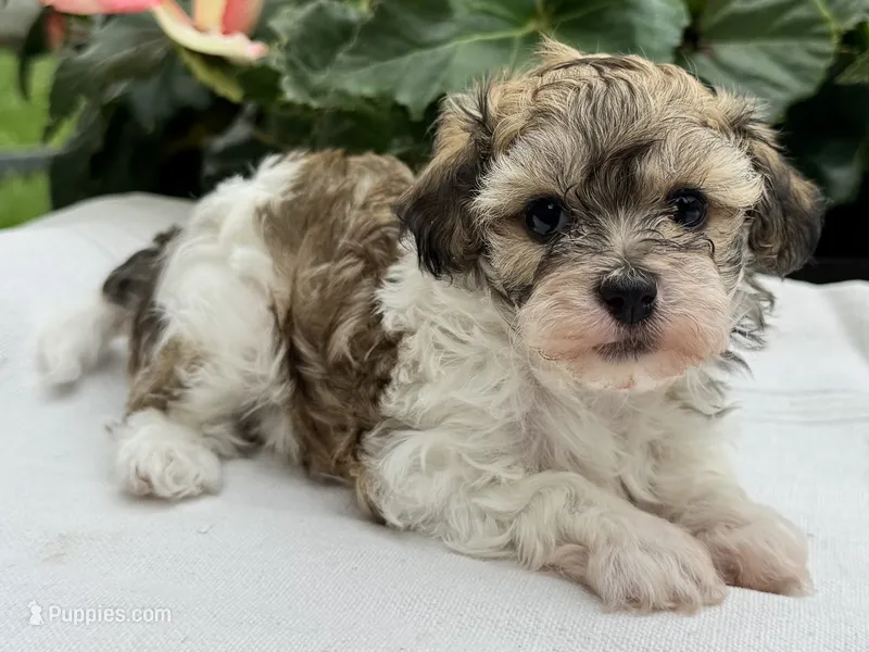 Bianca – Havapoo puppy for sale in Ligonier, IN