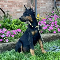 Zinnia, a female Doberman Pinscher for sale in Ligonier, IN – 3 of 7
