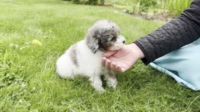 Harper, a female Poodle - Toy  for sale in Ligonier, IN – 5 of 5