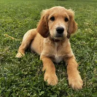 Teddy, a male Irish Doodle for sale in Ligonier, IN – 2 of 4