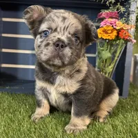 Girlie, a female French Bulldog for sale in Ligonier, IN – 4 of 5