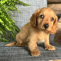 Silas, a male Dachshund for sale in Ligonier, IN – 2 of 5