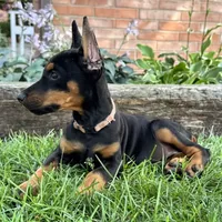 Arabelle , a female Doberman Pinscher for sale in Ligonier, IN – 4 of 6