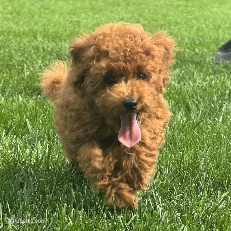 Titus  – Poodle - Miniature  puppy for sale in Ligonier, IN
