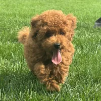 Titus , a male Poodle - Miniature  for sale in Ligonier, IN – 1 of 5