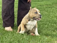 Faye, a female American Bully for sale in Ligonier, IN – 7 of 10
