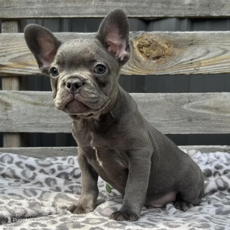 Flynn – French Bulldog puppy for sale in Ligonier, IN