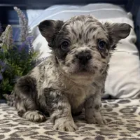Fenton, a male French Bulldog for sale in Ligonier, IN – Photo 4 of 4