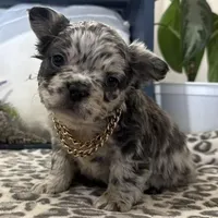 Fenton, a male French Bulldog for sale in Ligonier, IN – Photo 1 of 4