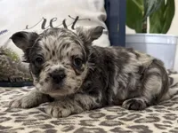 Fenton, a male French Bulldog for sale in Ligonier, IN – Photo 2 of 4