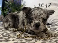 Fenton, a male French Bulldog for sale in Ligonier, IN – Photo 3 of 4