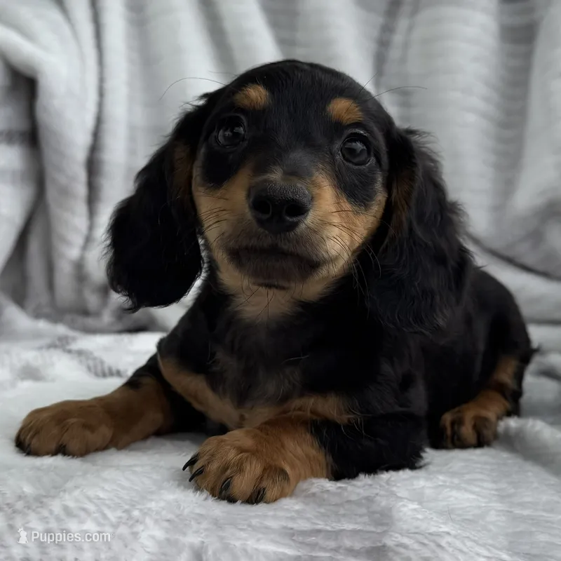 Dirk – Dachshund puppy for sale in Ligonier, IN