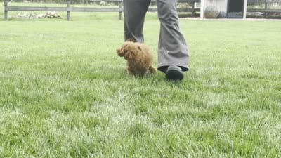 Theo, a male Poodle - Miniature  for sale in Ligonier, IN – 4 of 4