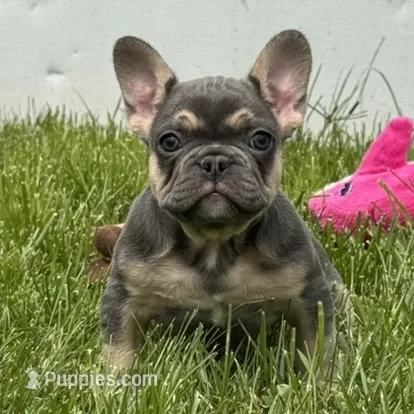 Fox – French Bulldog puppy for sale in Ligonier, IN