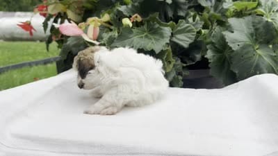 Belle, a female Havapoo for sale in Ligonier, IN – 5 of 5