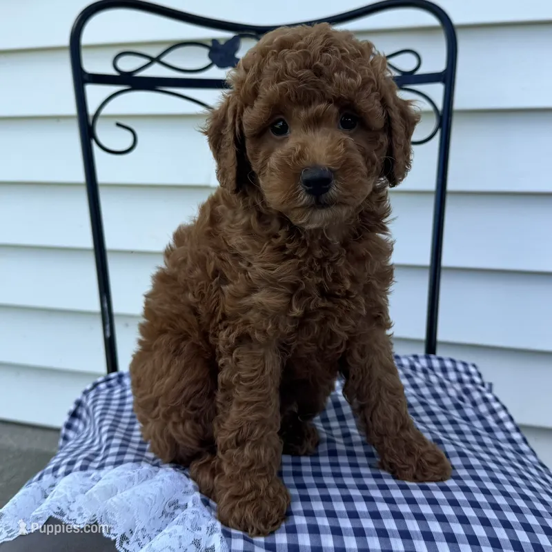 Tyler – Poodle - Miniature  puppy for sale in Ligonier, IN