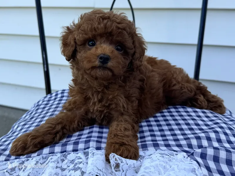 Tank – Poodle - Miniature  puppy for sale in Ligonier, IN
