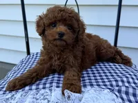 Tank, a male Poodle - Miniature  for sale in Ligonier, IN – 1 of 5