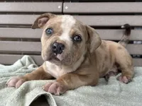 Forrest, a female American Bully for sale in Ligonier, IN – 3 of 4