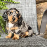Shelly, a female Dachshund for sale in Ligonier, IN – 4 of 5