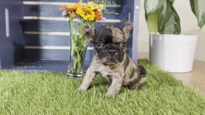 Hank, a male French Bulldog for sale in Ligonier, IN – 4 of 4