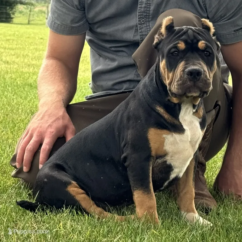 Gia – American Bully puppy for sale in Ligonier, IN