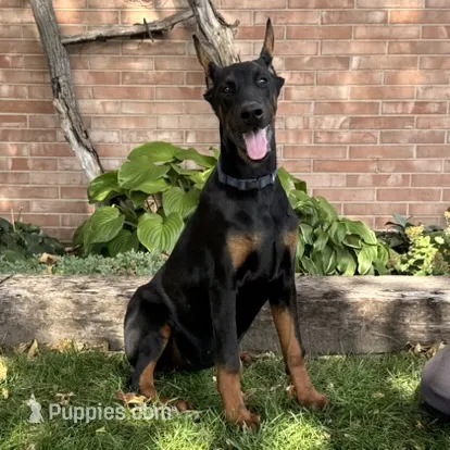 Amika – Doberman Pinscher puppy for sale in Ligonier, IN