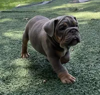 Tibolt, a male English Bulldog and Olde English Bulldogge for sale in Ligonier, IN – 3 of 6
