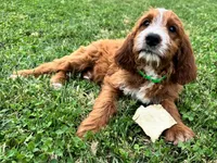 Rusty, a male Irish Doodle for sale in Ligonier, IN – 3 of 4