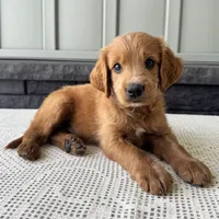 Copper, a male Irish Doodle for sale in Ligonier, IN – 3 of 5