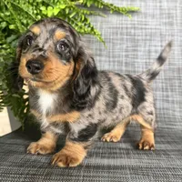 Shelly, a female Dachshund for sale in Ligonier, IN – 3 of 5