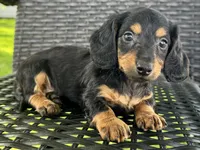 Devo, a male Dachshund for sale in Ligonier, IN – 3 of 5