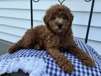 Theo, a male Poodle - Miniature  for sale in Ligonier, IN – 2 of 5
