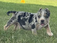 Havoc, a male American Bully for sale in Ligonier, IN – 4 of 9