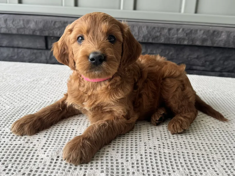 Ginger – Irish Doodle puppy for sale in Ligonier, IN