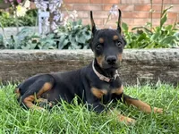 Arabelle , a female Doberman Pinscher for sale in Ligonier, IN – 5 of 6