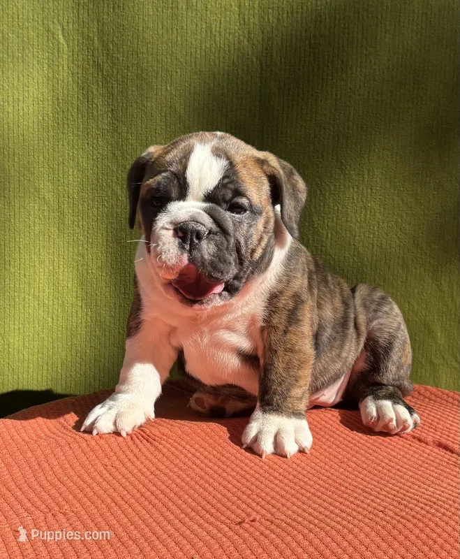 Nora – English Bulldog, Olde English Bulldogge puppy for sale in Ligonier, IN