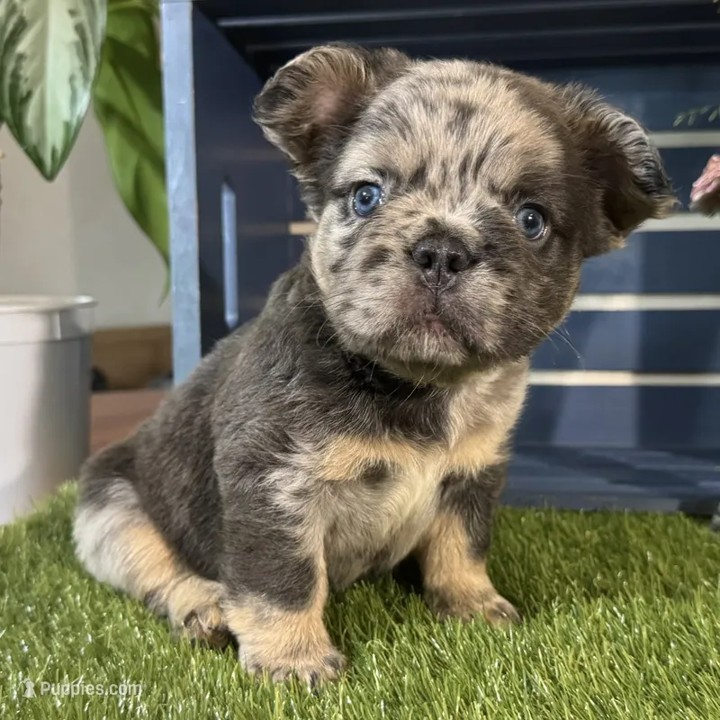 Girlie – French Bulldog puppy for sale in Ligonier, IN