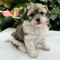 Bianca, a female Havapoo for sale in Ligonier, IN – 4 of 5