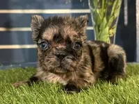 Harper, a female French Bulldog for sale in Ligonier, IN – 4 of 5