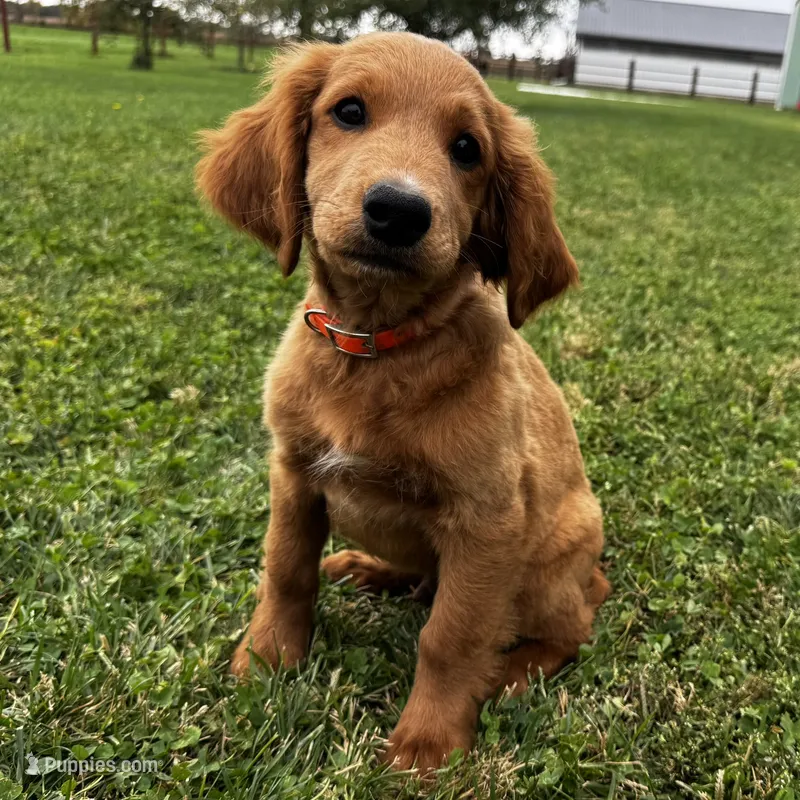 Copper – Irish Doodle puppy for sale in Ligonier, IN