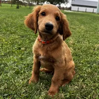 Copper, a male Irish Doodle for sale in Ligonier, IN – 1 of 3