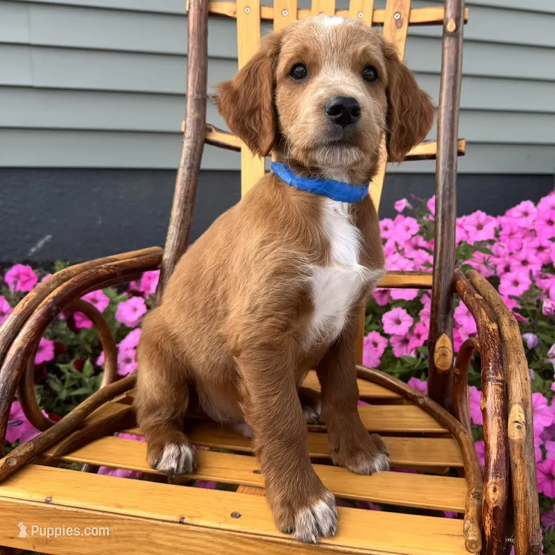 Waldo – Irish Doodle puppy for sale in Ligonier, IN